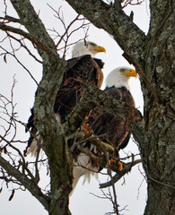 bald eagles in a tree