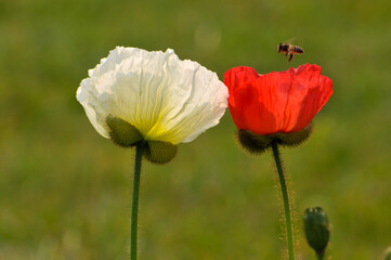 blossoming poppy flowers and buds