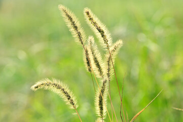Foxtail flower