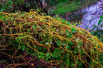 Cuscuta, Dodder or Amarbel on a bush, a quarantine plant, a parasite. Dangerous weed in the garden,...