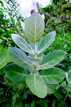 Calotropis gigantea(milkweed), The leaves are sessile, opposite, ovate, cordate at the base. The milky exudation from the plant is a corrosive poison. Extracts from the flowers have cytotoxic activity