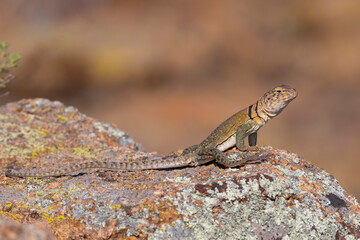 Female Collared Lizard
