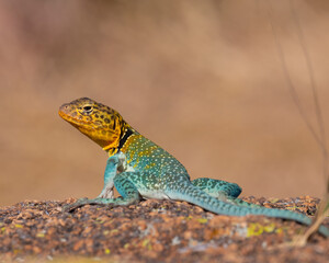 Male Collared Lizard