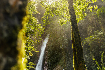Rainforest Landscape With a waterfall