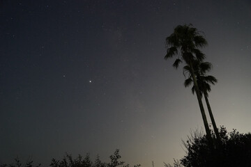 夜空とヤシ