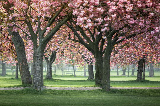 Cherry Trees in a Park in Early Morning