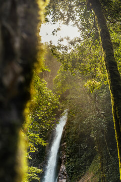 Rainforest Landscape With a waterfall