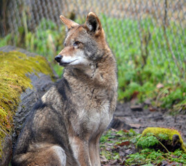Naklejka na ściany i meble endangered red wolf in a zoo