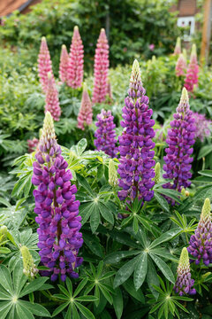 Flowering Garden Lupin