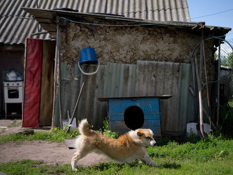 country dog

