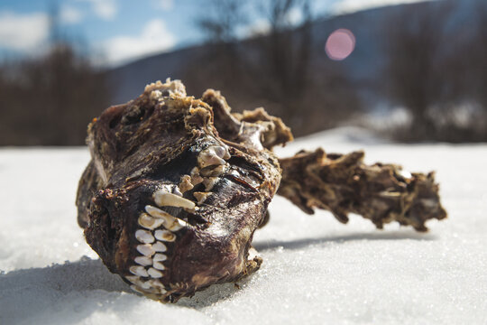 Skull on Snow 