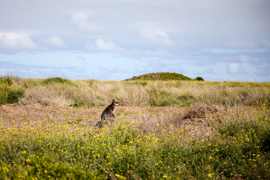 Wallaby on grassland