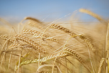 Wheat Field In Summer