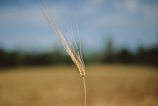 Dry Wheat Ear