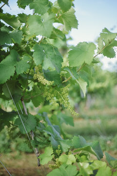 a prosecco grape close up
