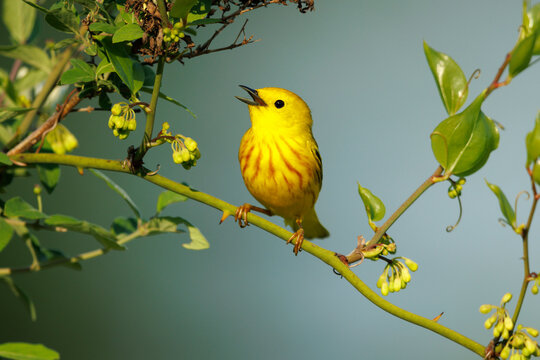 Yellow Warbler