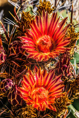 Red Yellow Blossoms Fishhook Barrel Cactus Garden Tucson Arizona