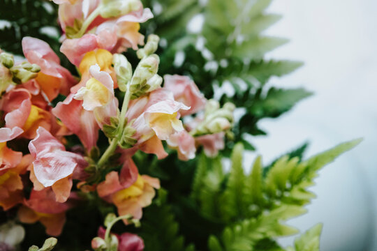 snapdragon flower