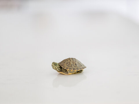 Baby turtle on white