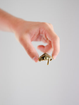 Tiny turtle being held