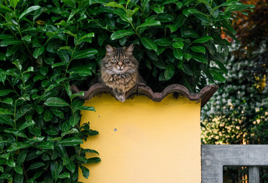 Cat sitting on a low wall