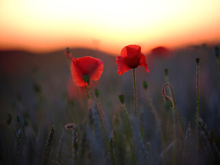 Dreamy bokeh of Red Poppies 