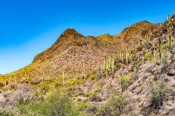Fototapeta na wymiar Mountains Cactus Sonoran Desert Saguaro National Park Tucson Arizona