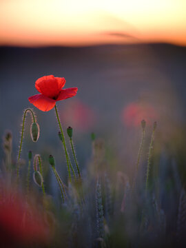 Dreamy bokeh of Red Poppies 