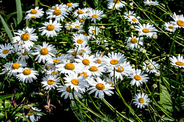 Fototapeta premium fresh bright white daisies in the garden
