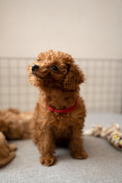 Adorable toy poodle puppy. adorable dog with curly