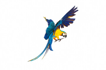 Colorful macaw parrot flying isolated on white.