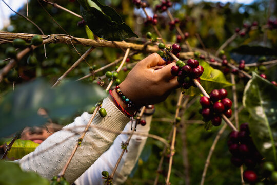 woman hands harvesting Coffee Beans