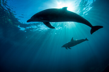 wildlife dolphins © 敏治 荒川