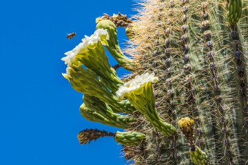 Bee White Flowers Sajuaro Cactus Saguaro Desert Museum Tucson Arizona