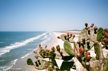 View of cactus and it's flowers and fruits in a cliff next to the sea