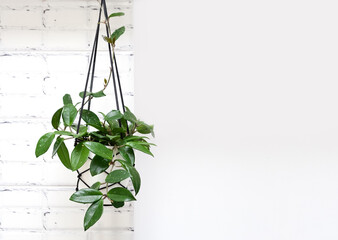 Hoya krohniana in a white pot in a wicker macrame planter hanging isolate on a white background....