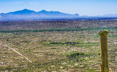 Fototapeta na wymiar Mount Lemon View Saguaro Blooming Cactus Houses Tucson Arizona