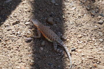 curious gecko