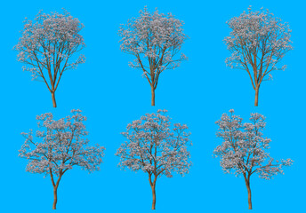 Fototapeta premium The tree has flowers on a blue background.