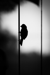 House Finch Silhouette