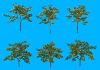 The tree has flowers on a blue background.
