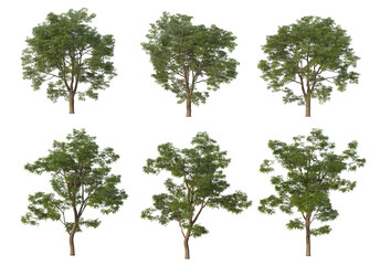 Obraz premium The tree has flowers on a white background.