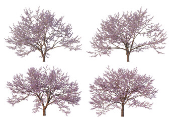 The tree has flowers on a white background.