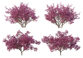 Obraz premium The tree has flowers on a white background.