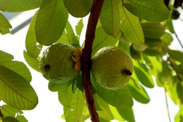 Ripe Tropical Fruit Guava on Guava Tree. Psidium Guajava