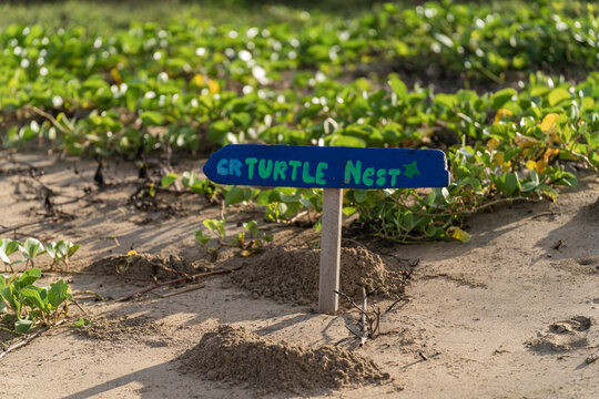 Turtle Sign On The Beach