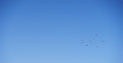 Flock of birds flying away in blue sky.