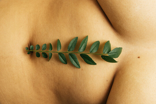 Leafy stem on bare abdomen