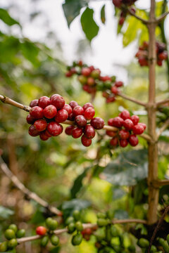 coffee plant
