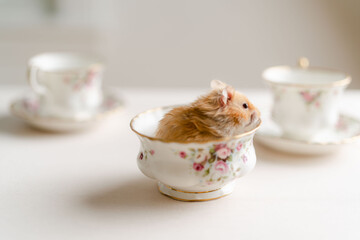 teddy bear hamster in a tea cup